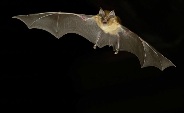 Greater horseshoe bat (Rhinolophus ferrumequinum) in flight at night