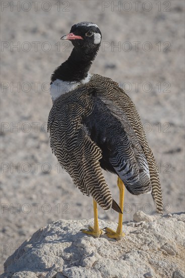 Black bustard (Eupodotis afra)