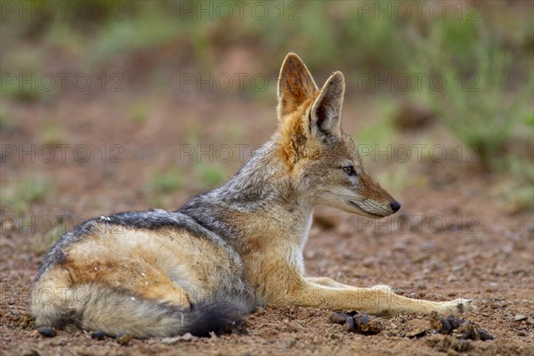 Black-backed Jackal (Canis mesomelas)