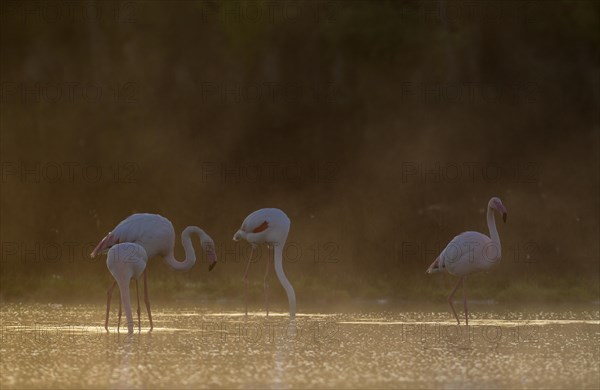 Greater Flamingo (Phoenicopterus roseus)