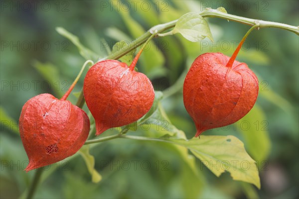 Bladder cherry (Physalis alkekengi)