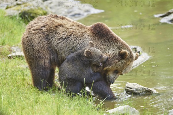 Eurasian brown bear (Ursus arctos arctos)