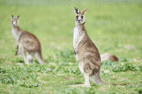 Eastern grey kangaroo (Macropus giganteus) on a meadow