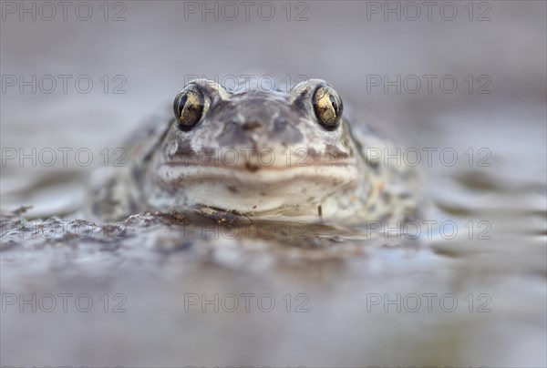 Common spadefoot (Pelobates fuscus) sits in a puddle