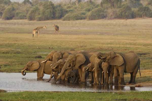 African Elephant (Loxodonta africana)