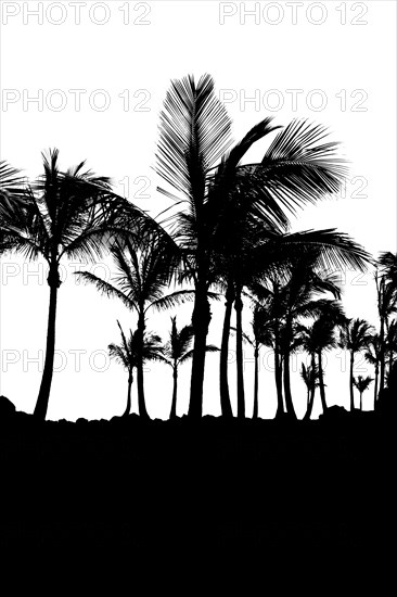 Palms