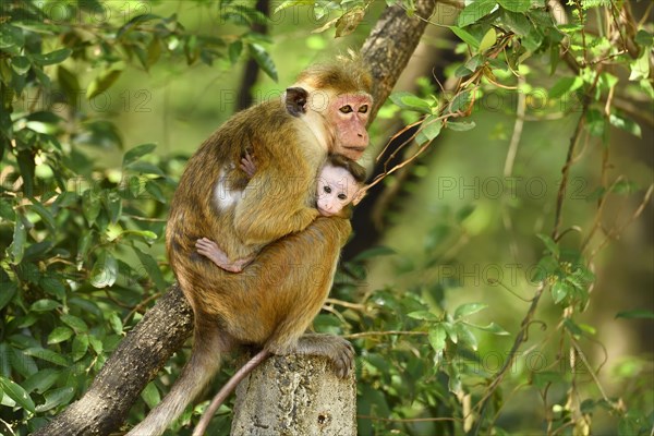 Toque macaque (Macaca sinica)