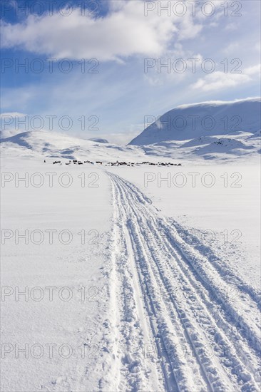 Traces of snowmobiles in the snow