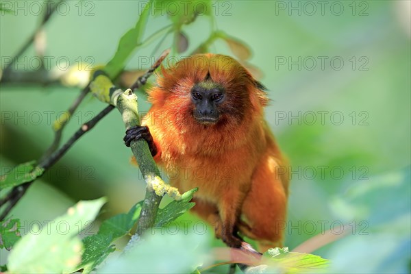 Golden lion tamarin (Leontopithecus rosalia)