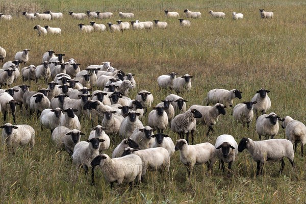 Black-headed sheep (Ovis)