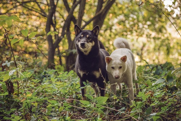 Two differently coloured Shiba Inu dogs (Canis lupus familiaris)