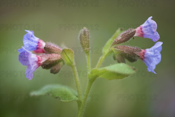 Lungwort (Pulmonaria officinalis)