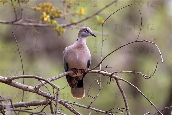 Red-eyed dove (Streptopelia semitorquata)