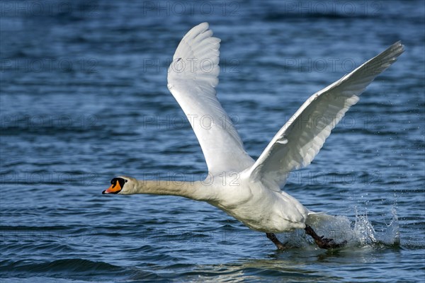 Mute swan (Cygnus olor) starts from the water