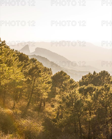 Wooded mountain landscape against light