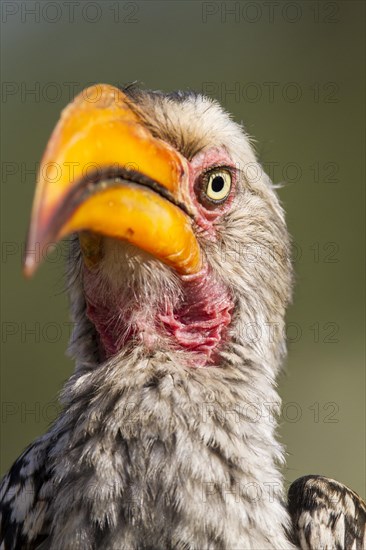 Southern Yellow-billed Hornbill (Tockus leucomelas)