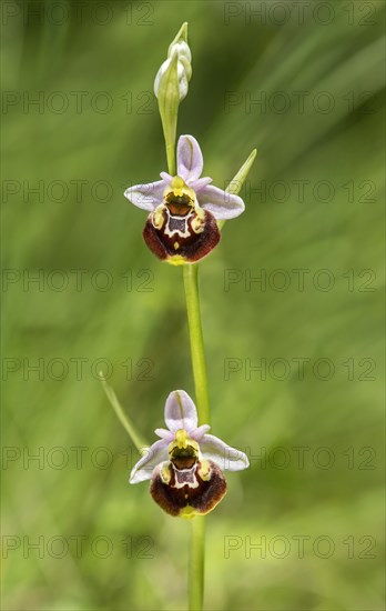 Late spider-orchid (Ophrys fuciflora)