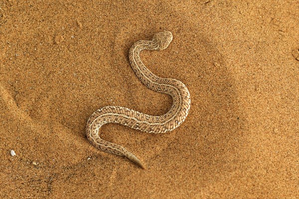 Peringuey's Adder (Bitis peringueyi) in the sand