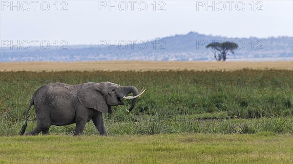 African elephant (Loxodonta africana) at the swamp