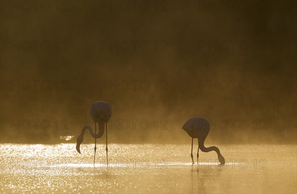 Greater Flamingo (Phoenicopterus roseus)