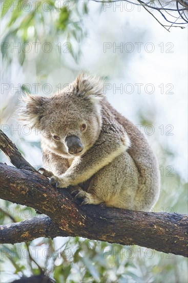 Koala (Phascolarctos cinereus) sitting on a bamboo tree