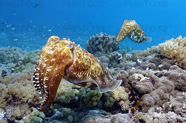 Pair Common cuttlefish (Sepia officinalis)