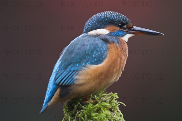 Kingfisher (Alcedo atthis)