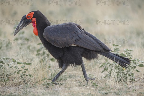 Southern Horned Raven (Bucorvus leadbeateri)