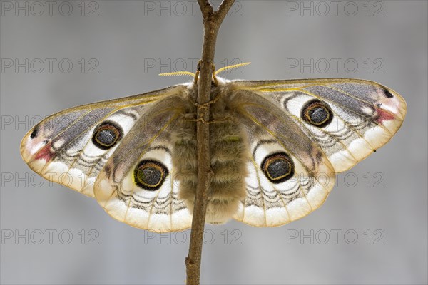 Small emperor moth (Saturnia pavonia)