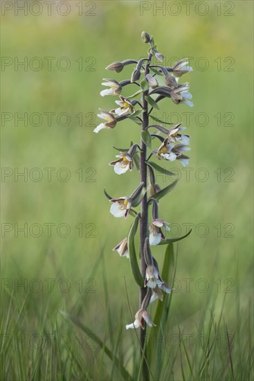 Marsh Helleborine (Epipactis palustris)