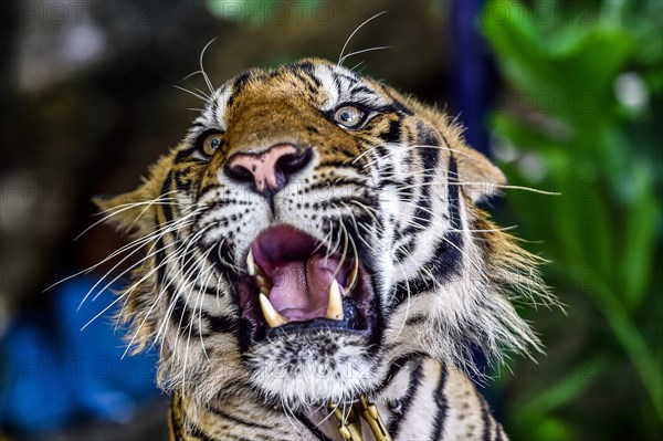 Tiger (Panthera tigris)