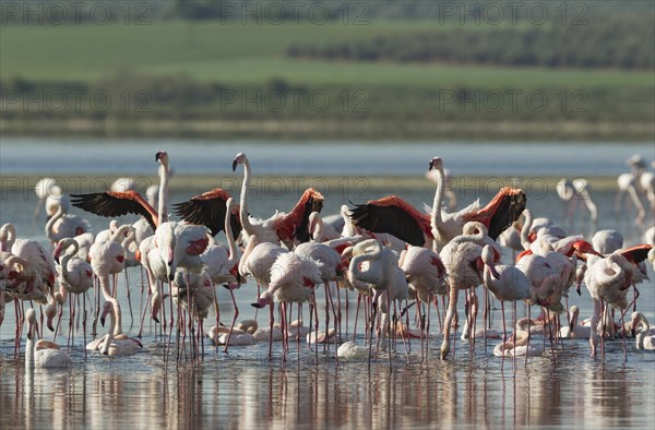 Greater Flamingos (Phoenicopterus roseus)