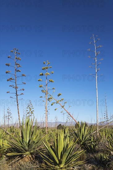 Century plants (Agave americana)