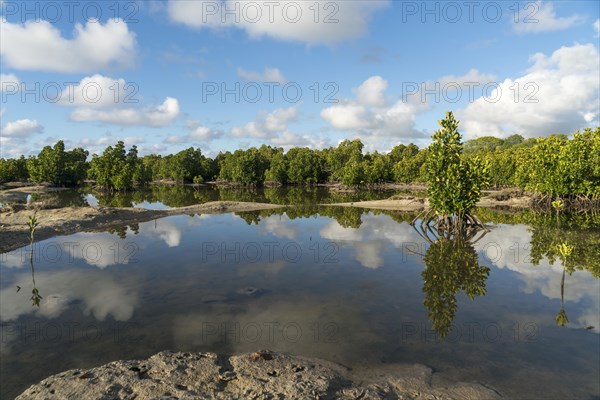 Mangroves at Pointe Jerome