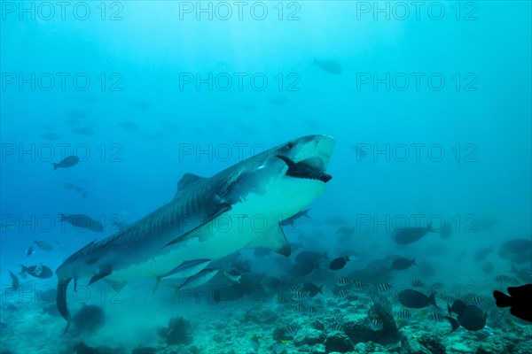 Tiger Shark (Galeocerdo cuvier) eating tuna