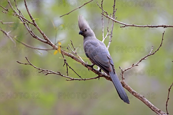 Grey Go-away-bird (Corythaixoides concolor)