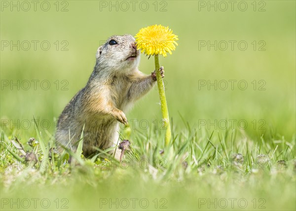European ground squirrel (Spermophilus citellus) sniffing dandelions (Taraxacum)
