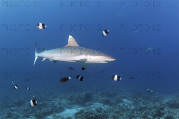 Grey reef shark (Carcharhinus amblyrhynchos)
