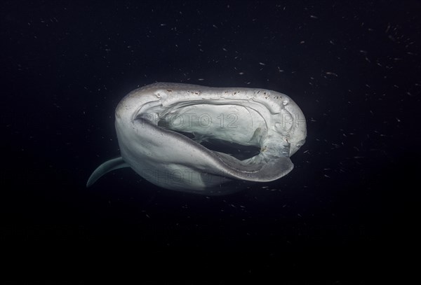 Animal portrait of the Whale Shark (Rhincodon typus) with serious injury filter-feeding plankton in the night