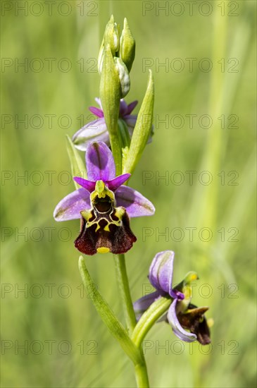 Late spider-orchid (Ophrys fuciflora)