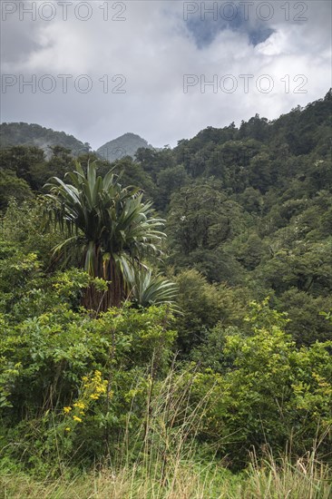 Untouched Rainforest