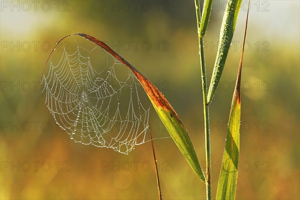Spider's web in the morning dew
