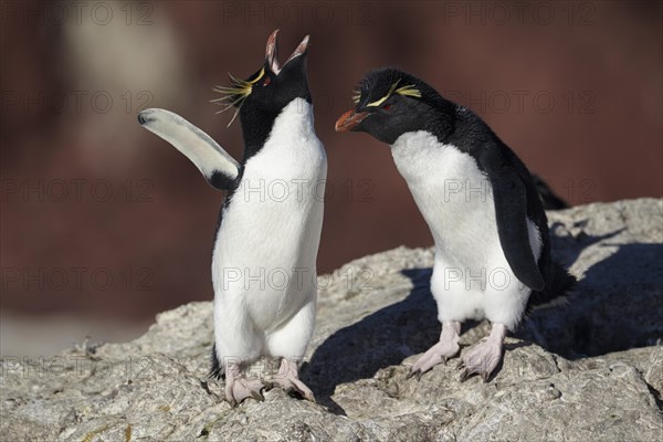 Southern Rockhopper Penguins (Eudyptes chrysocome)