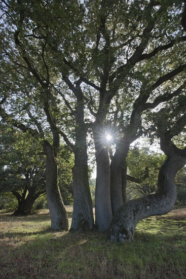 Wood pasture oak (Quercus robur)