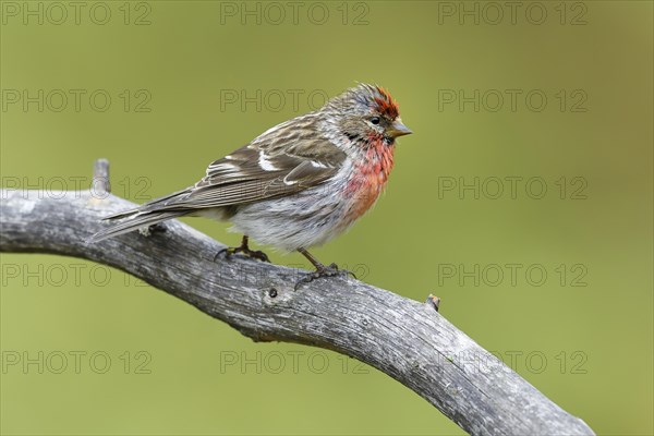 Arctic Redpoll (Acanthis hornemanni)