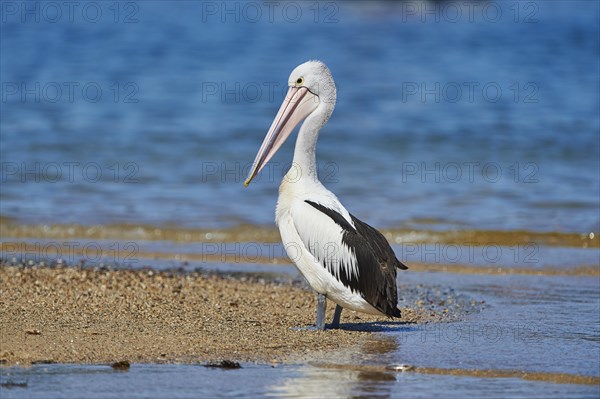 Australian pelican (Pelecanus conspicillatus)