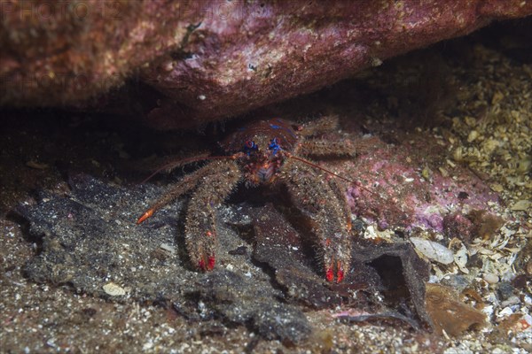 Black squat lobster (Galathea squamifera) under rock