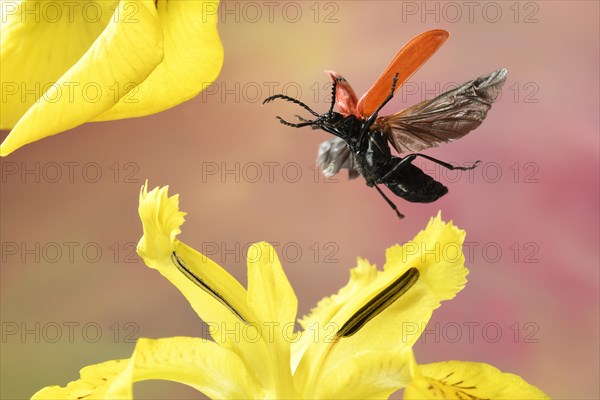 Black-headed Cardinal beetle (Pyrochroa coccinea)