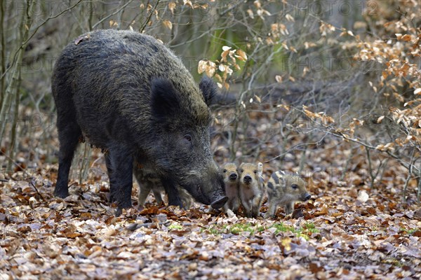 Wild Boar (Sus scrofa)