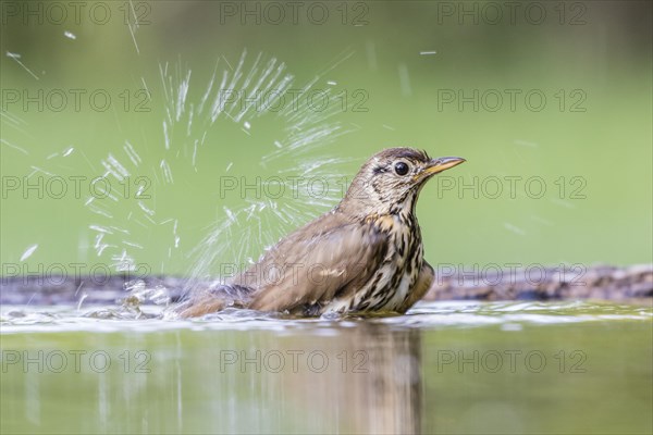 Song thrush (Turdus philomelos) splashes while bathing